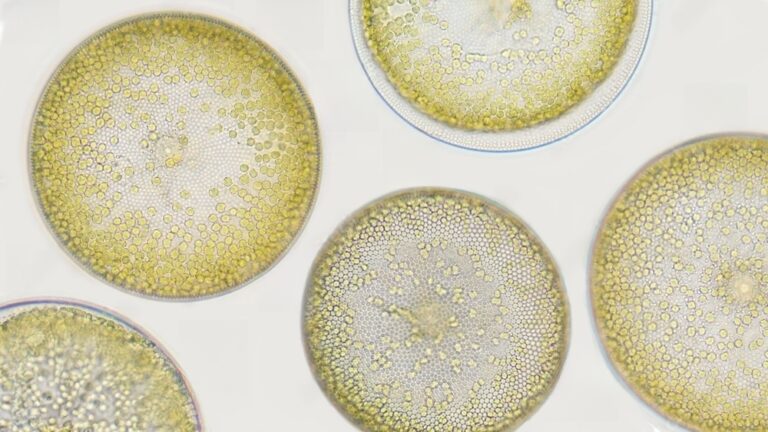 zoom into micro algae